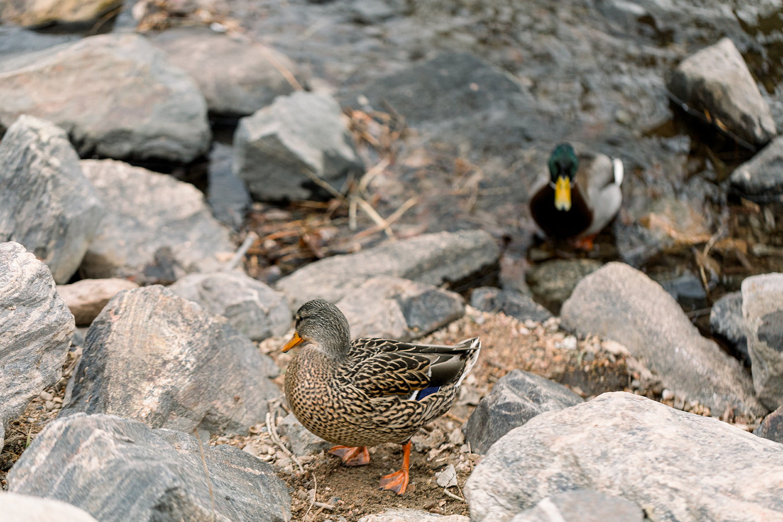 Caitlyn + Eric-34.jpg