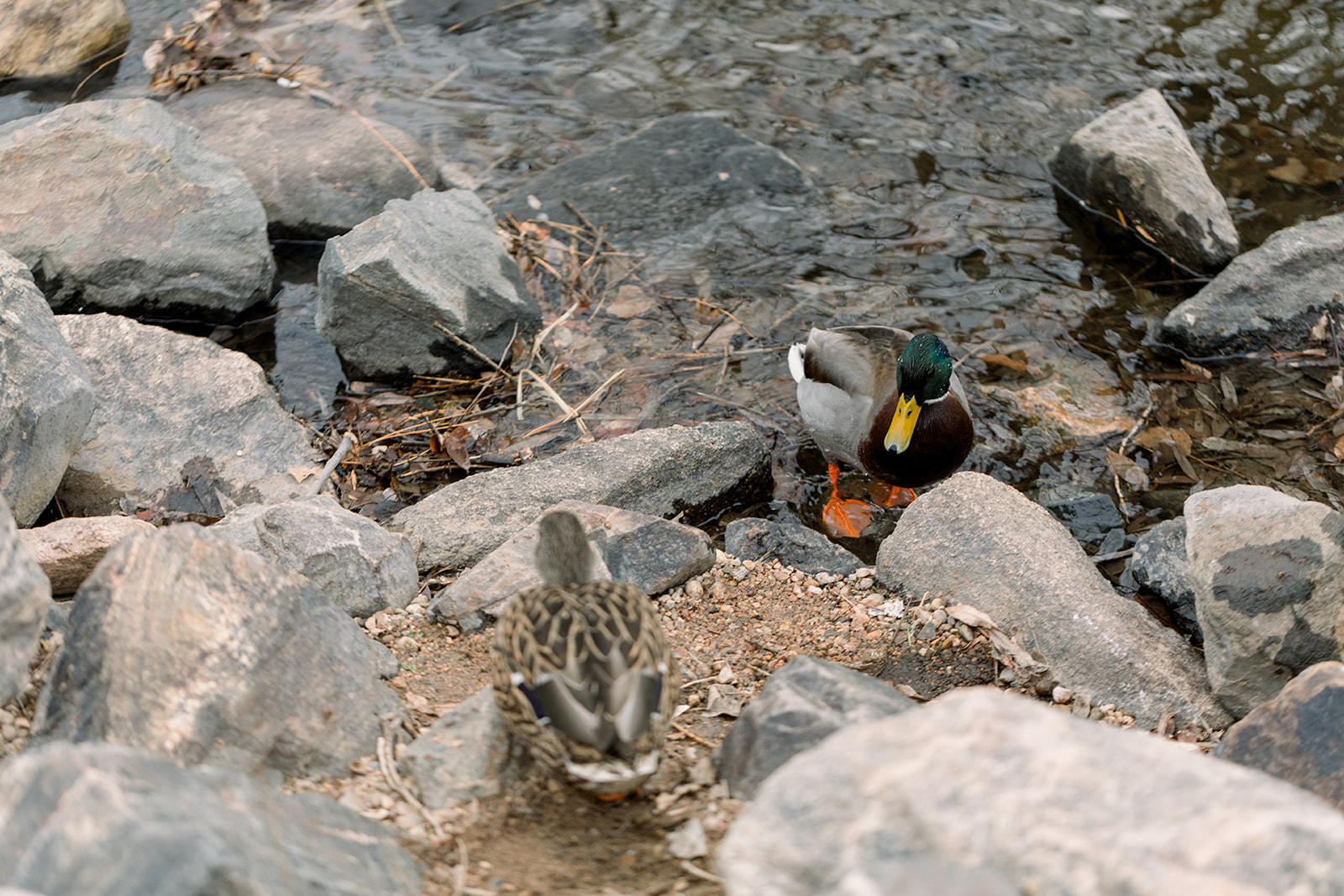 Caitlyn + Eric-35.jpg